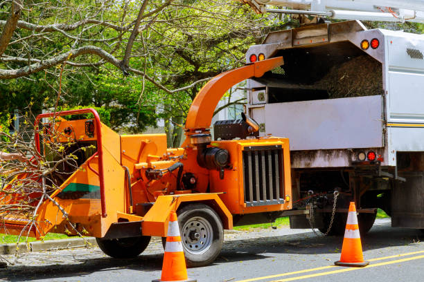 Best Tree Care Services  in USA